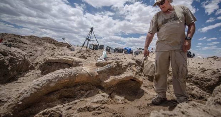 Accidental discovery of ancient stegomastadon skull - PHOTO