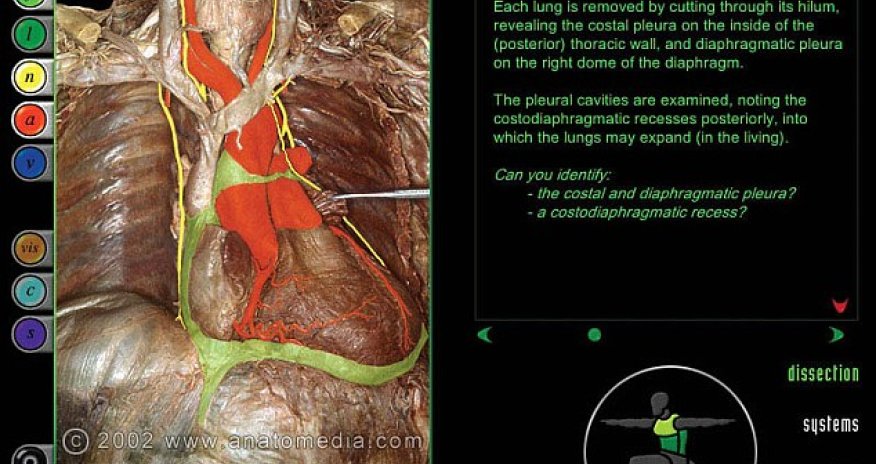 Medical website lets you virtually dissect dead bodies - PHOTO+VIDEO