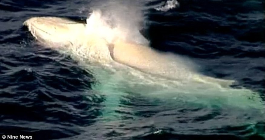 Australia’s favourite whale, Migaloo the albino - PHOTO+VIDEO