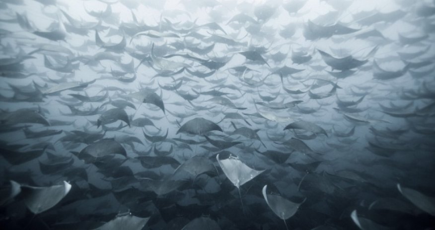 SENSATIONAL entries to the National Geographic photo competition - PHOTO