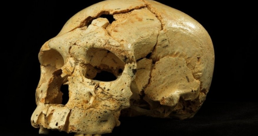 Bonanza of skulls in 'Pit of Bones' changes view of Neanderthals