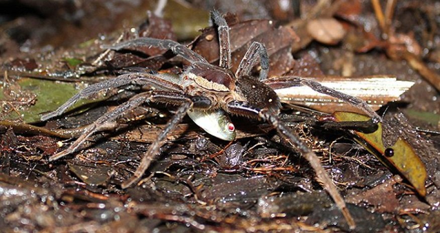 Scientists discover fish-eating SPIDERS - PHOTO