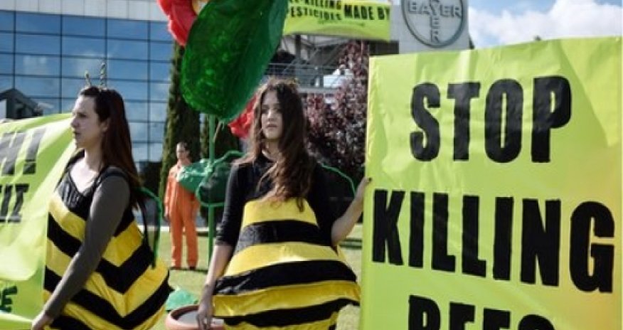 Widespread impacts of neonicotinoids 'impossible to deny'