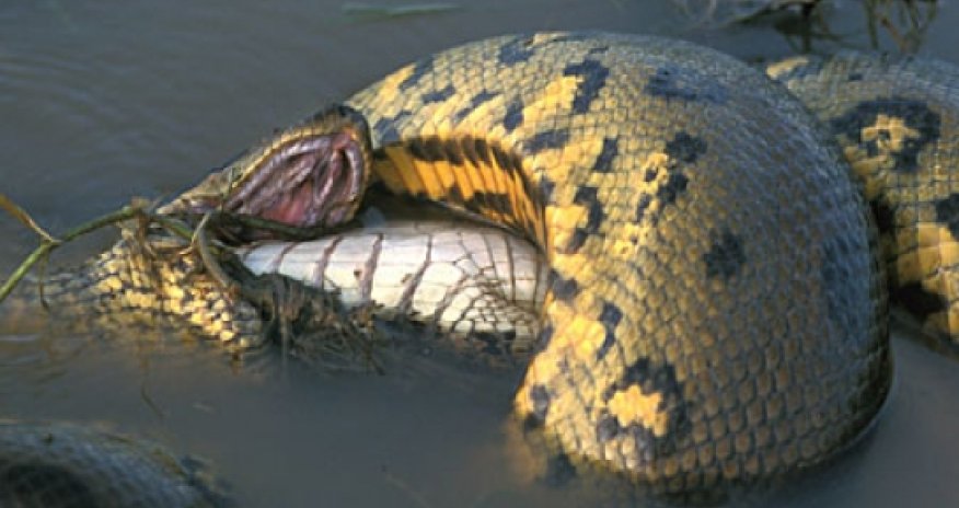 Anaconda bigest snake Attack ingridgott LLANOS - PHOTO+VIDEO