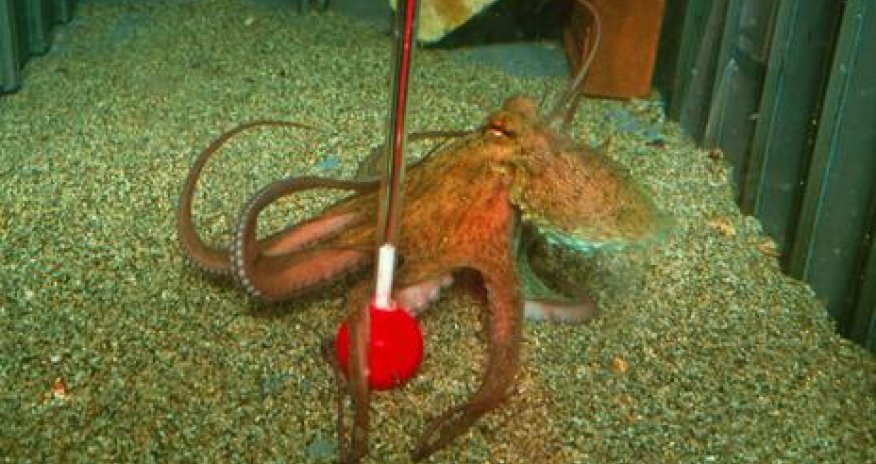 The alien brains living on Earth - PHOTO