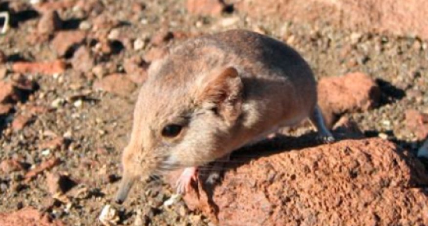 Yeni məməli kəşf olundu - FOTO