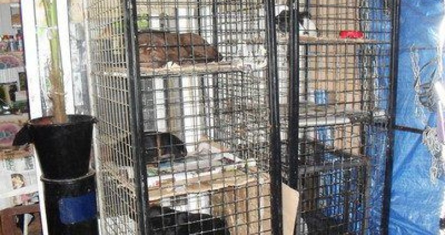 Bakının it bazarında qiymətlər - FOTO