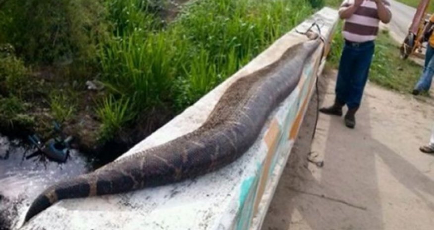 Villagers beat giant 25-foot snake