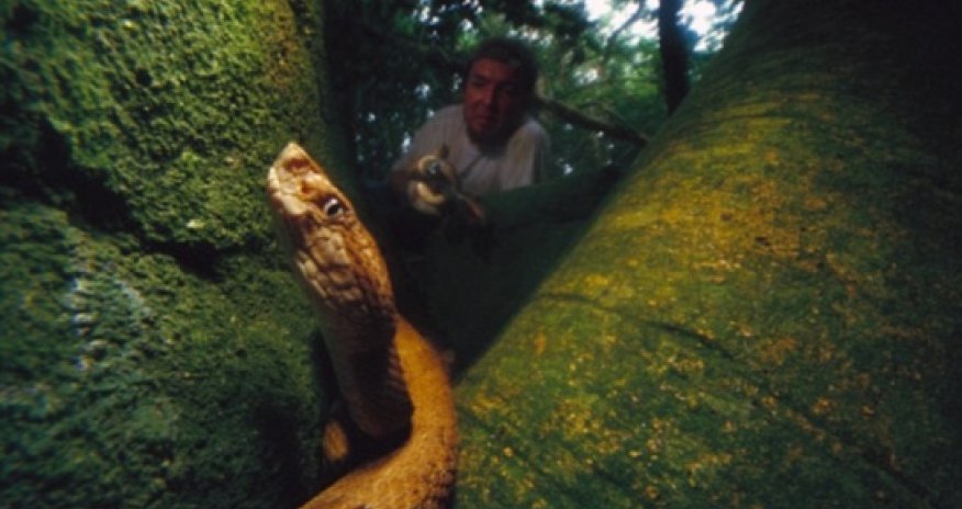 World’s deadliest serpent - and its venom MELTS human flesh