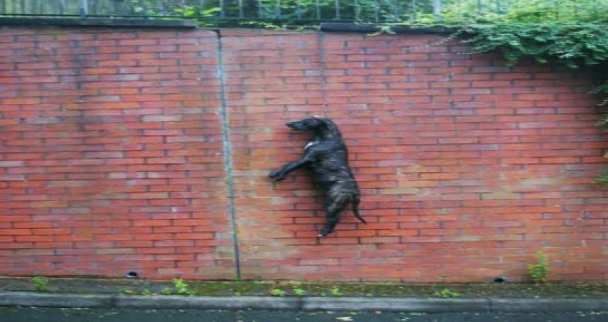 Dead dog is found hanging by its neck - PHOTO