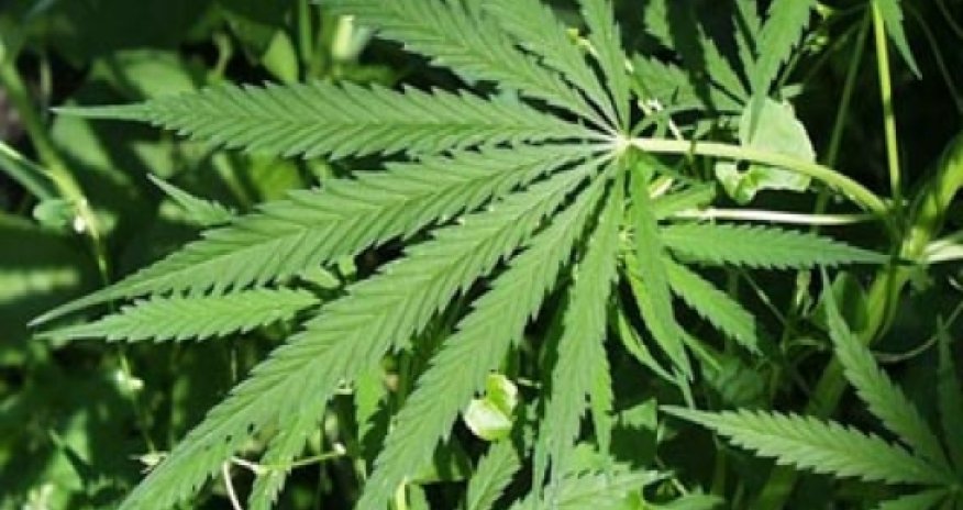 Bu şəhər marixuanaya “hə” dedi