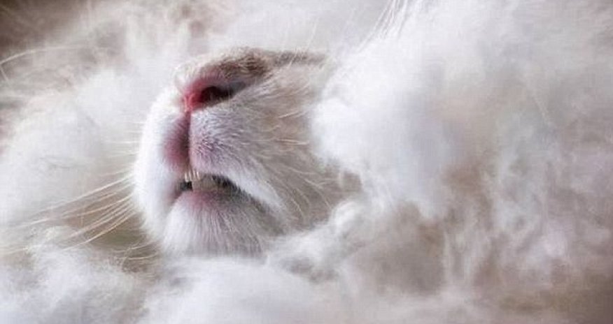 That is one bad hare day - PHOTO