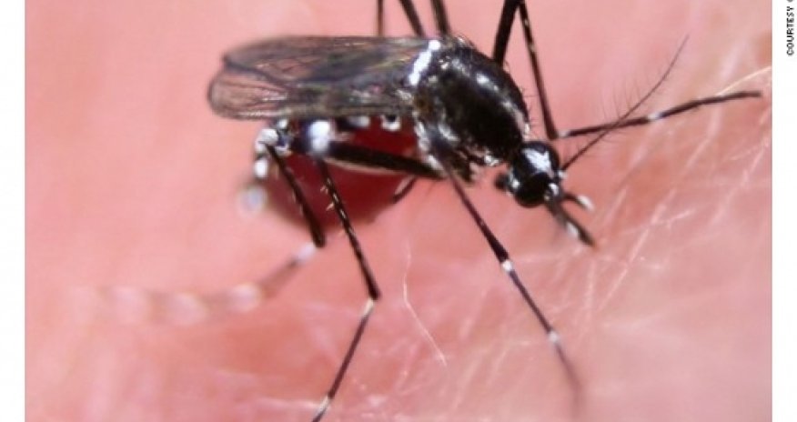 Kill switch: breeding kamikaze mosquitoes