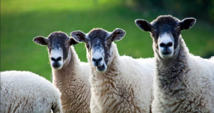 Azərbaycanda ər və arvadı bir sürü qoyun oğurladı