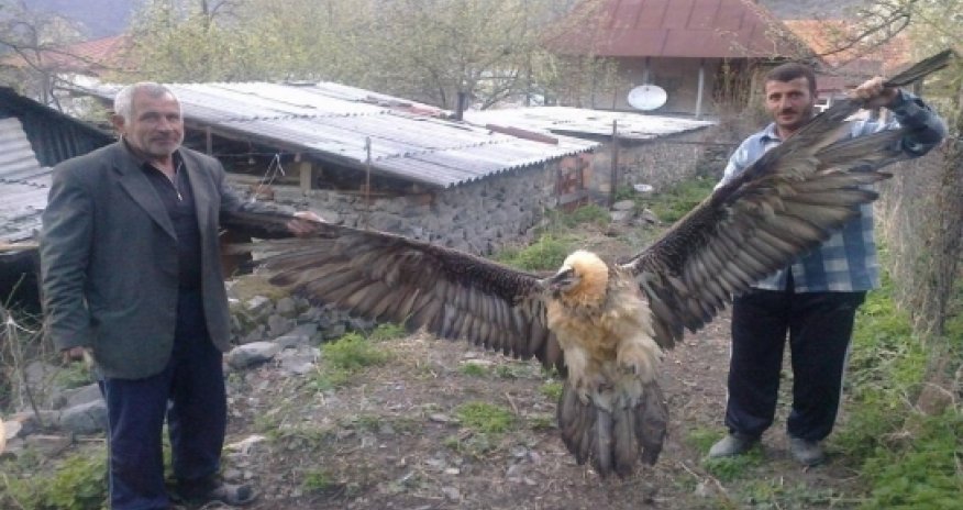 The story of a mountain eagle