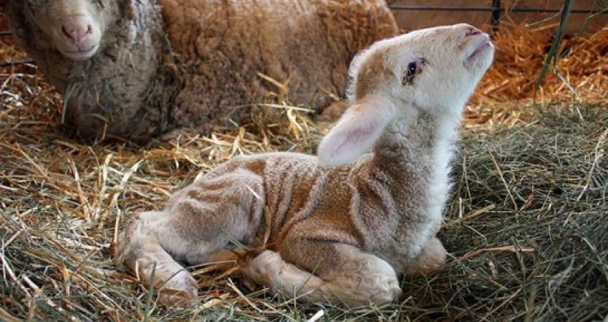If you care about animals, you need stop wearing wool