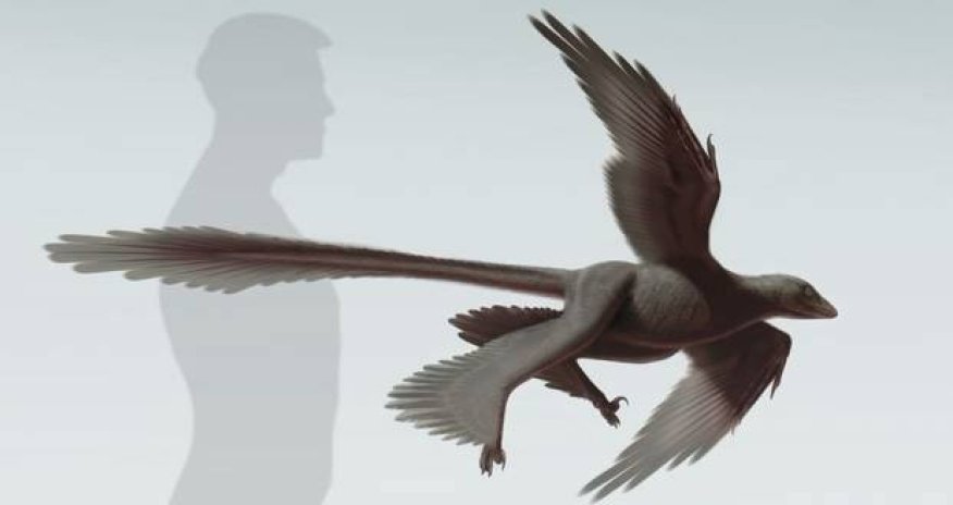 New discovery suggests dinosaurs could fly before birds - PHOTO