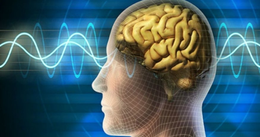 Transplanting new brain cells could reverse memory loss