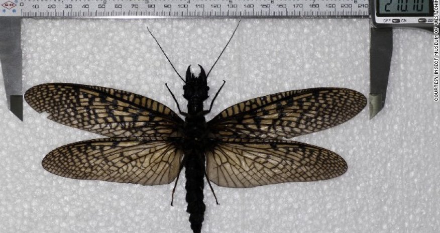 World's largest aquatic insect specimen found - PHOTO