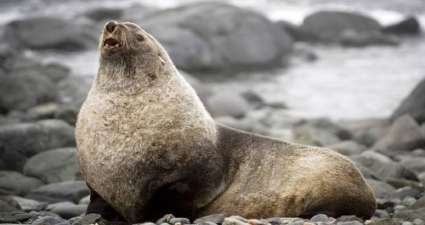 The latest animal to be threatened by climate change