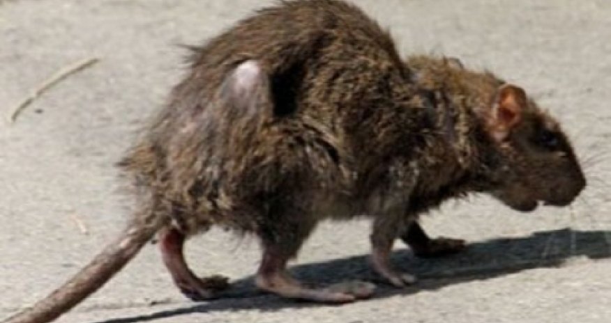 Dünyanın ən məşhur muzeyini siçovullar basdı - VİDEO