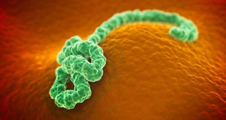 Ebola: How easily do germs spread on planes?