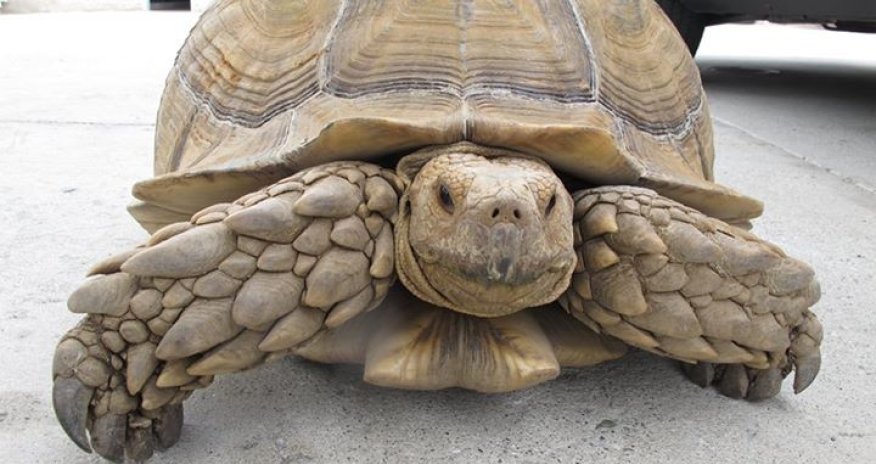 Police catch escapee tortoise after tense 1mph chase through city - PHOTO
