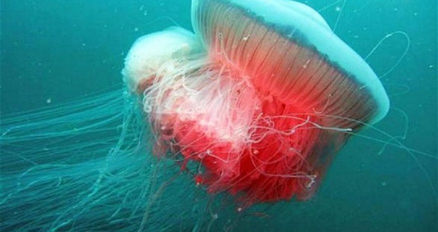 Giant jellyfish spotted in the Adriatic for first time since Second World War