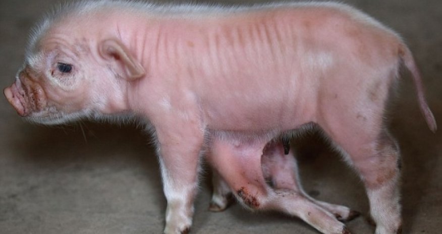 Four extra legs protruding from piglet's stomach - PHOTO+VIDEO