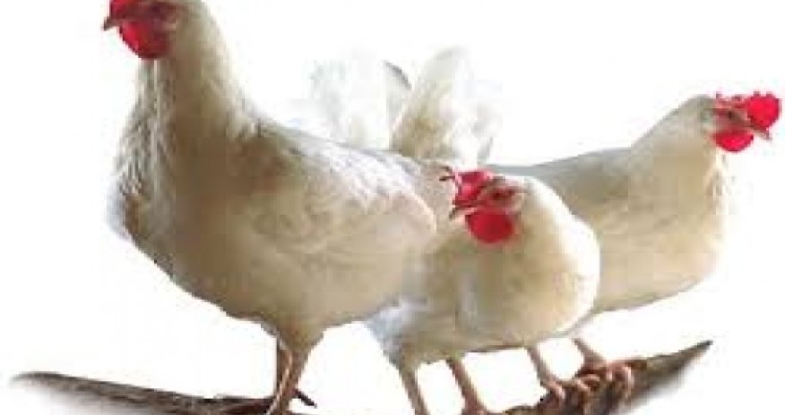 Azerbaijan may supply Russia with chicken