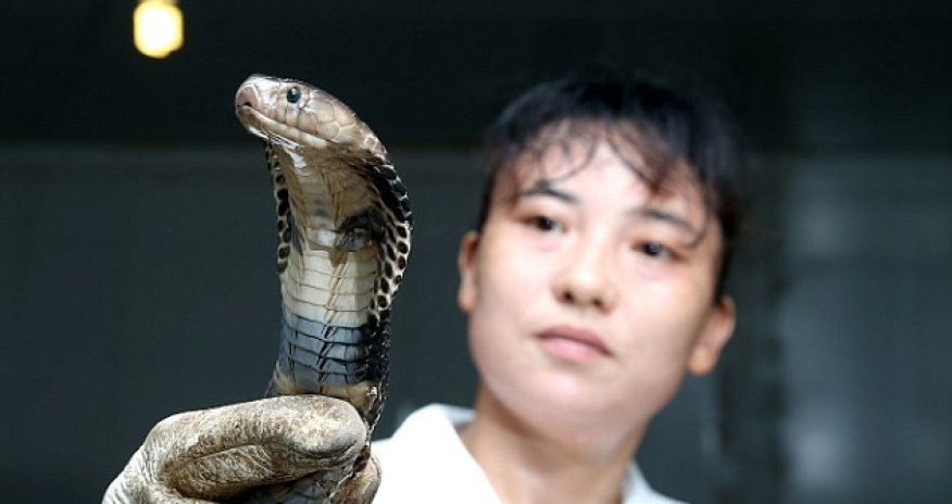 Chinese brothers run farm home to 50,000 SNAKES - PHOTO
