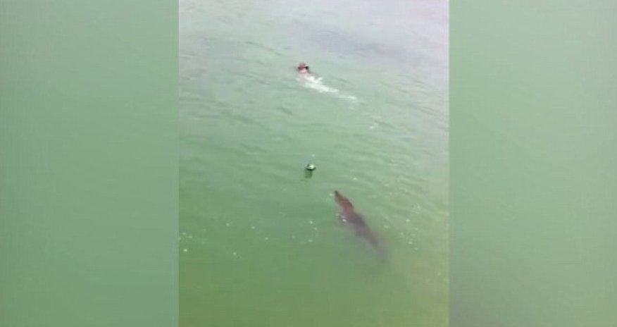 Boy fleeing in PANIC as a huge crocodile chases him - VIDEO