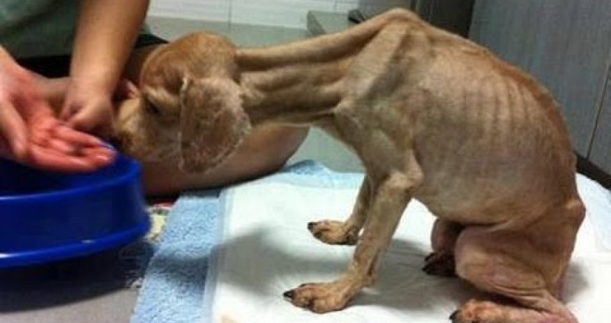 The Saddest video in the World - PHOTO+VIDEO