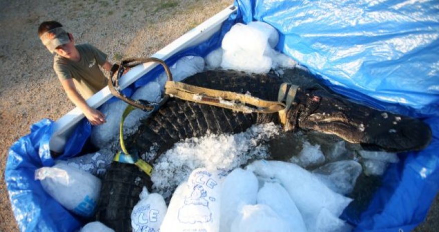 Is this the world's largest alligator? - PHOTO+VIDEO