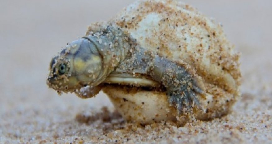 River turtle mothers 'talk' to their hatchlings