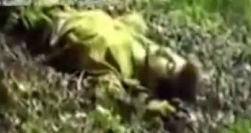 “Didərginlər batalyonu” dağlarda erməni ovlayır - VİDEO