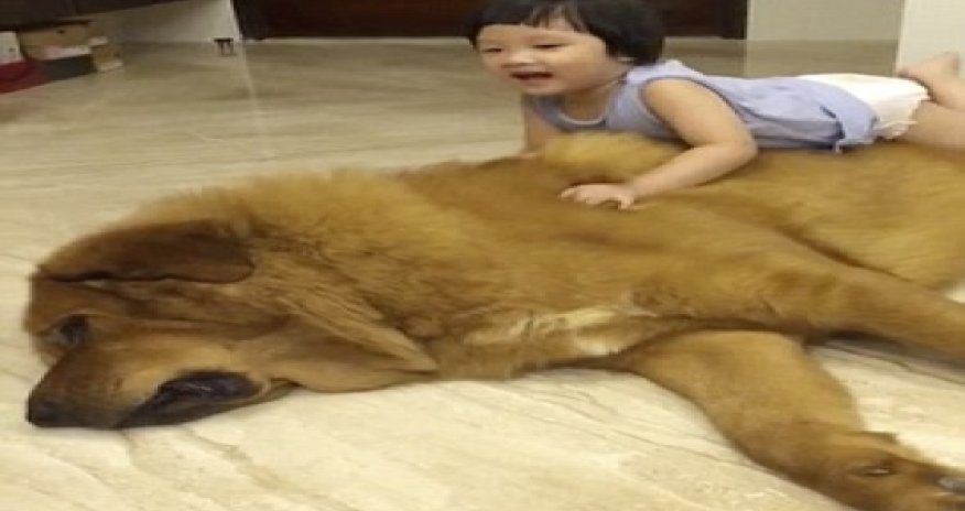 Toddler cuddles with her gentle giant dog - VIDEO