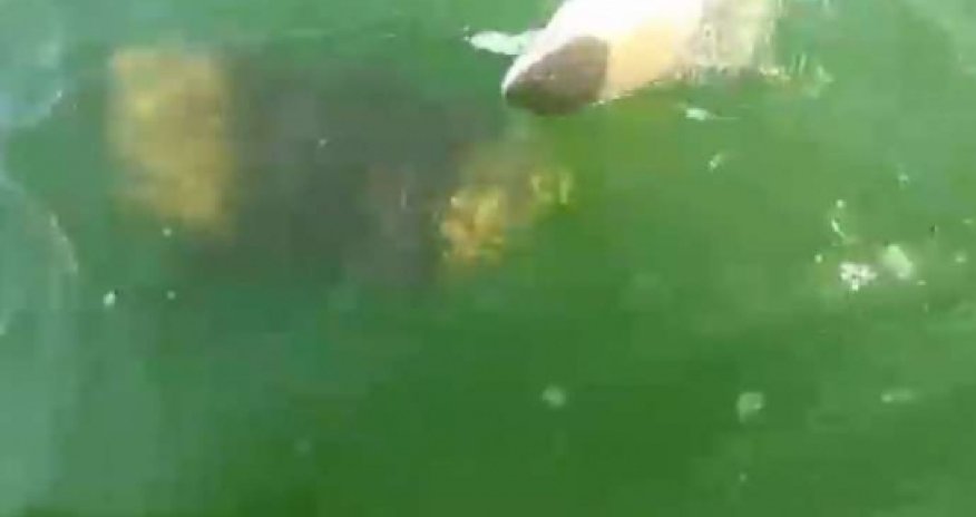 Grouper eats 4ft shark in one bite - VIDEO