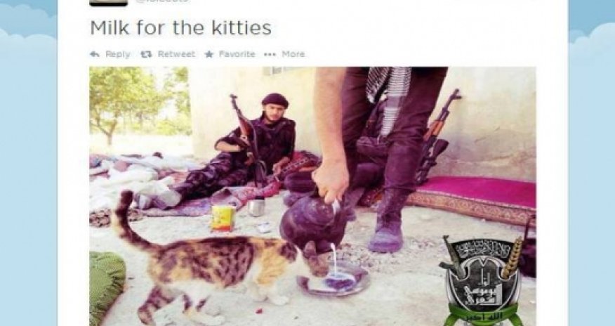 Isis have a 'I can haz Islamic state' kitten twitter account