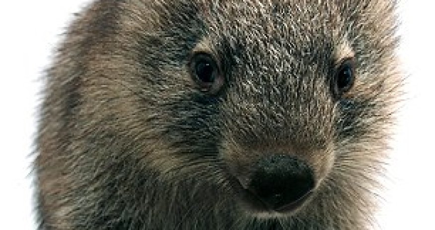 Will I grow some fur soon, mum? - PHOTO