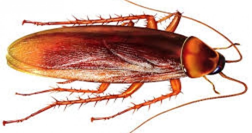 Eating cockroaches in China: Healing and delicious?