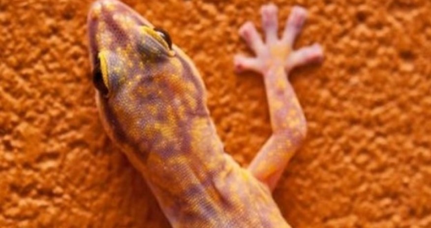 Sex geckos die in orbit on Russian space project