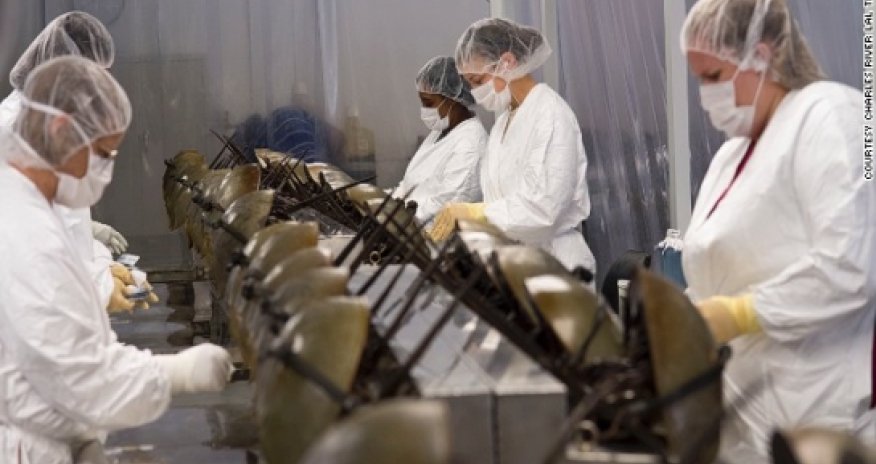 Why this crab's blood could save your life