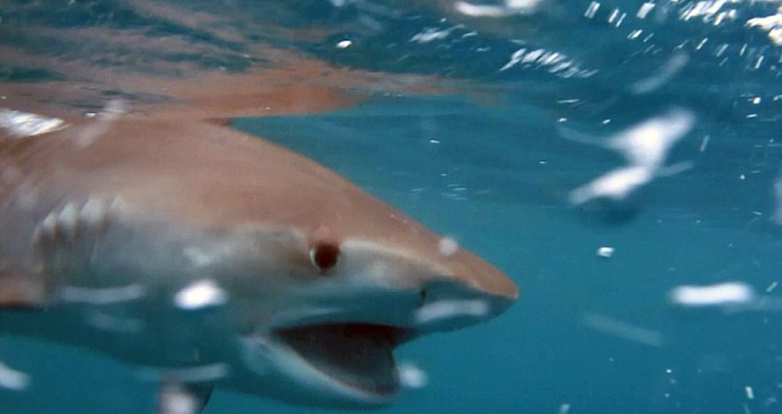 Gang of killer whales paralyse a tiger shark -m PHOTO+VIDEO