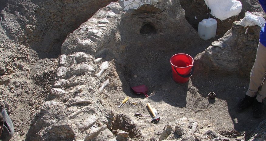 'Dreadnought' dinosaur yields big bone haul - PHOTO