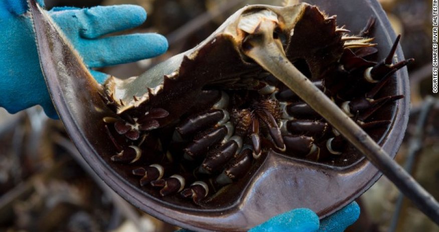 Why this crab's blood could save your life - PHOTO