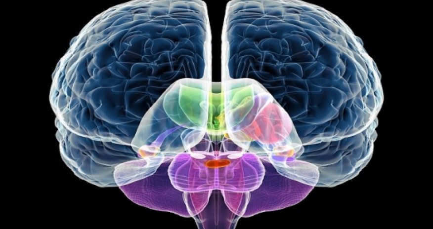 Brain injury in the womb might be root of autism