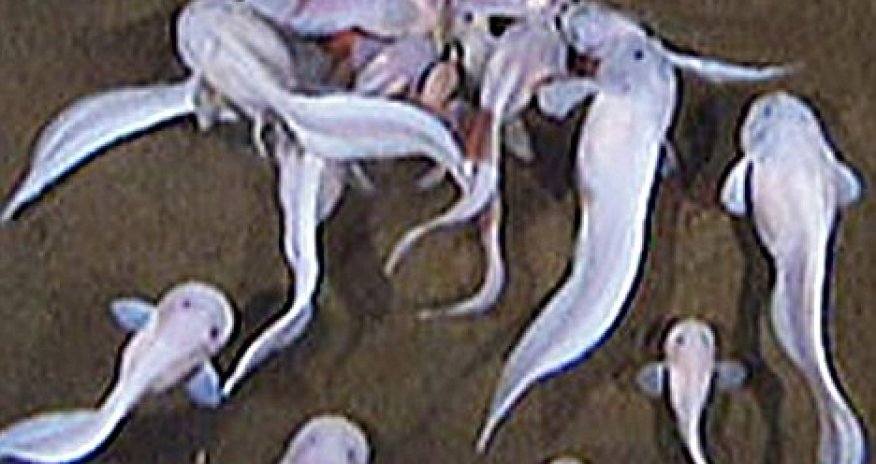 'Deepest ever' living fish filmed - PHOTO