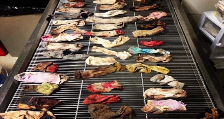 Vets operate on sick dog and find 43 SOCKS in its stomach