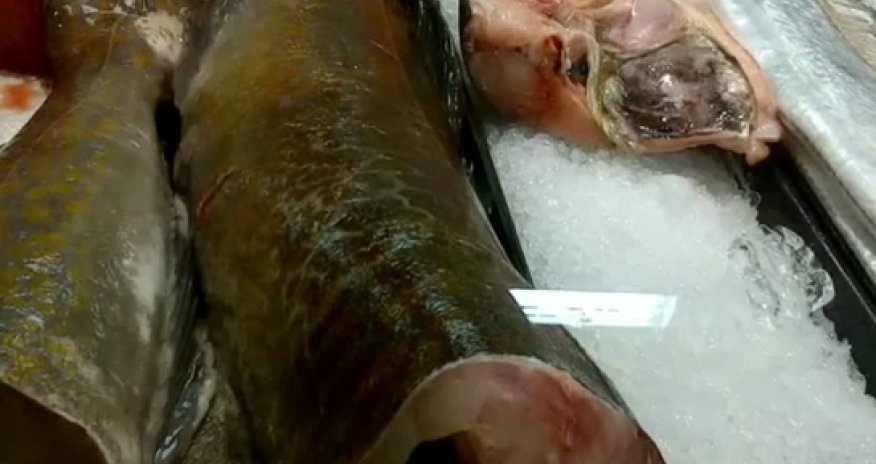 Headless fish comes back to life - VIDEO
